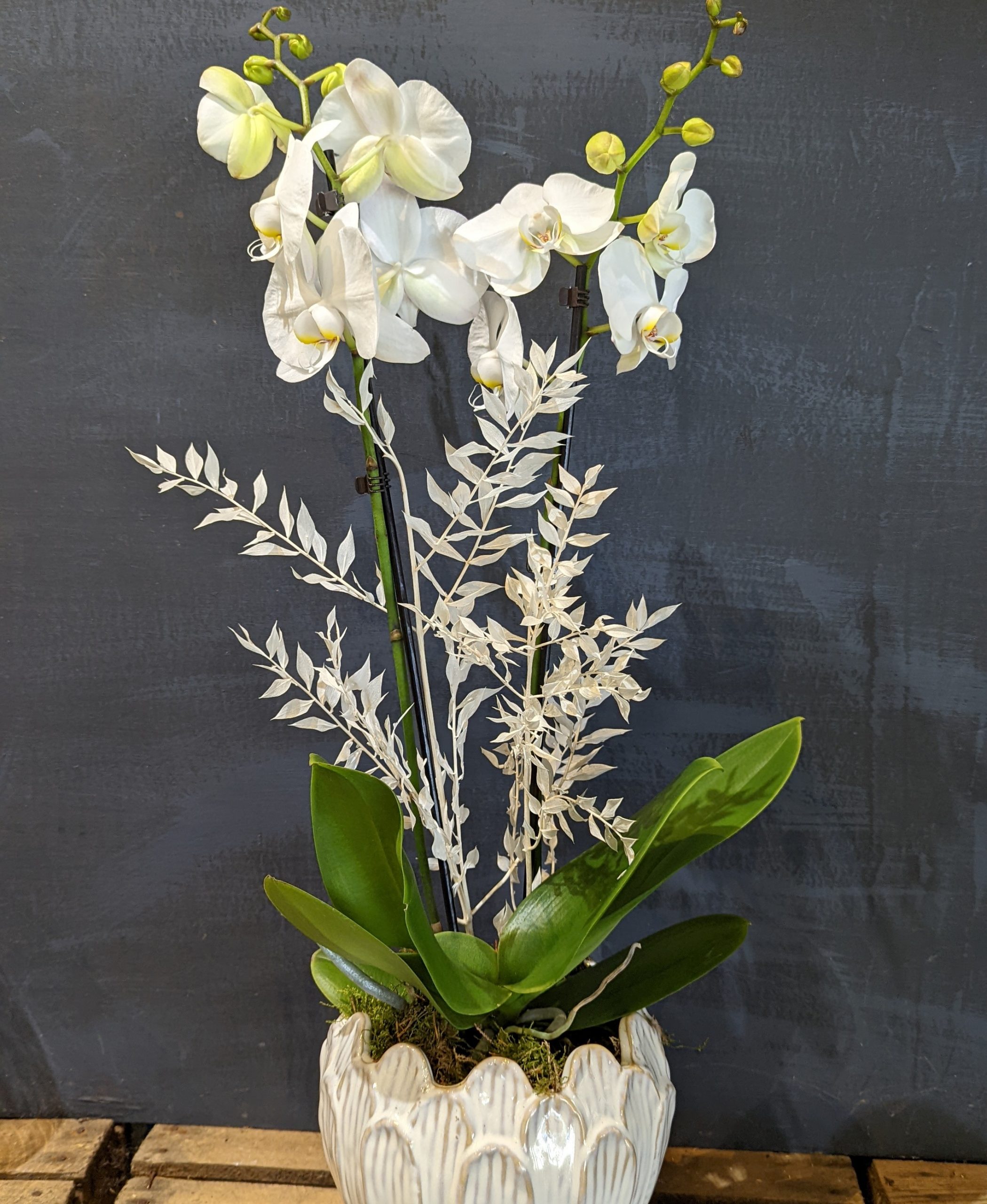 Double Stemmed White Orchid
