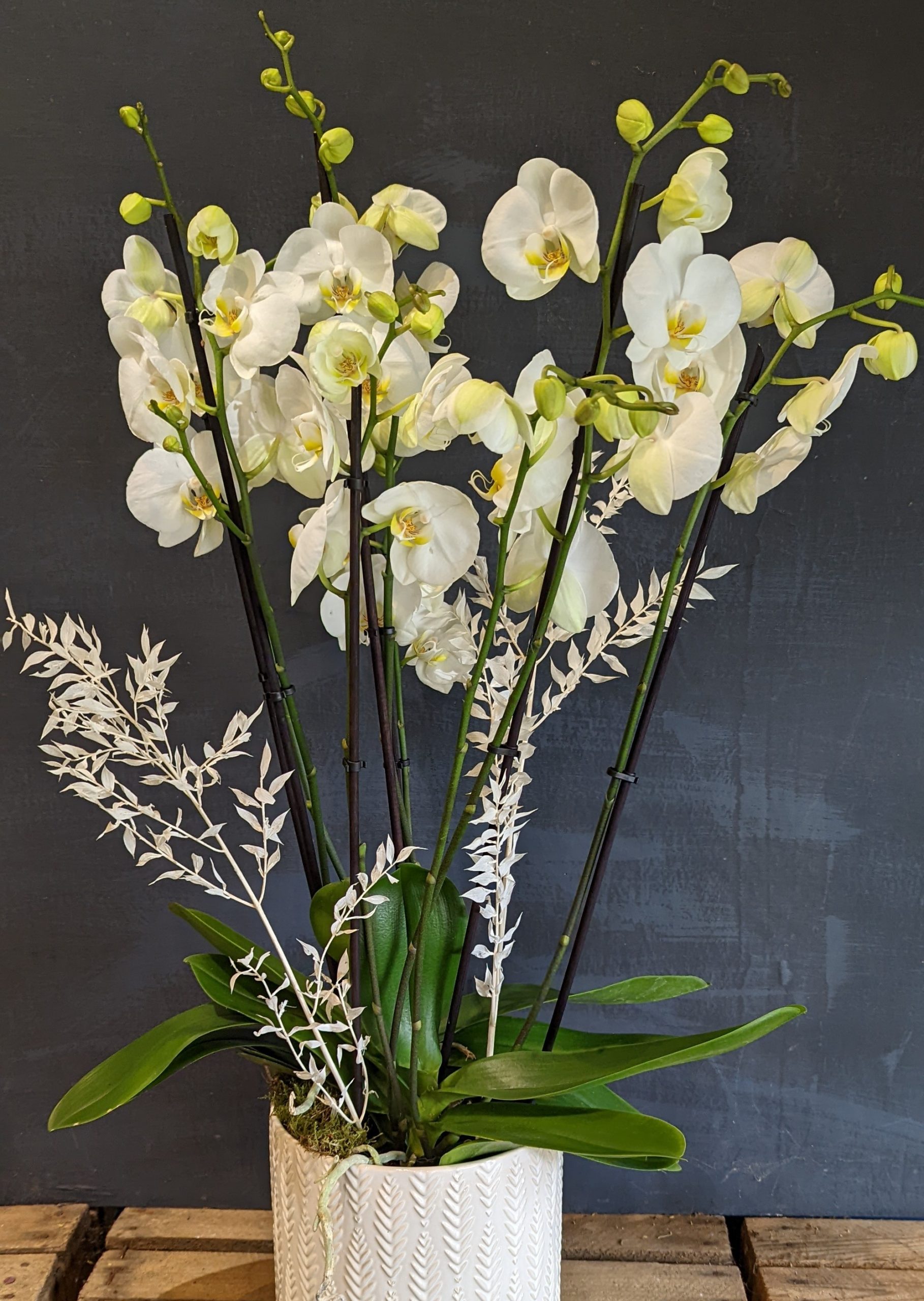 Large White Orchid